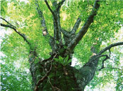 「だれでも才能をもっている」。お子さま方の「できること」がどんどん広がっていくこと、お父様お母様が豊かな実りのある時間を過ごされることを、心より願っております。